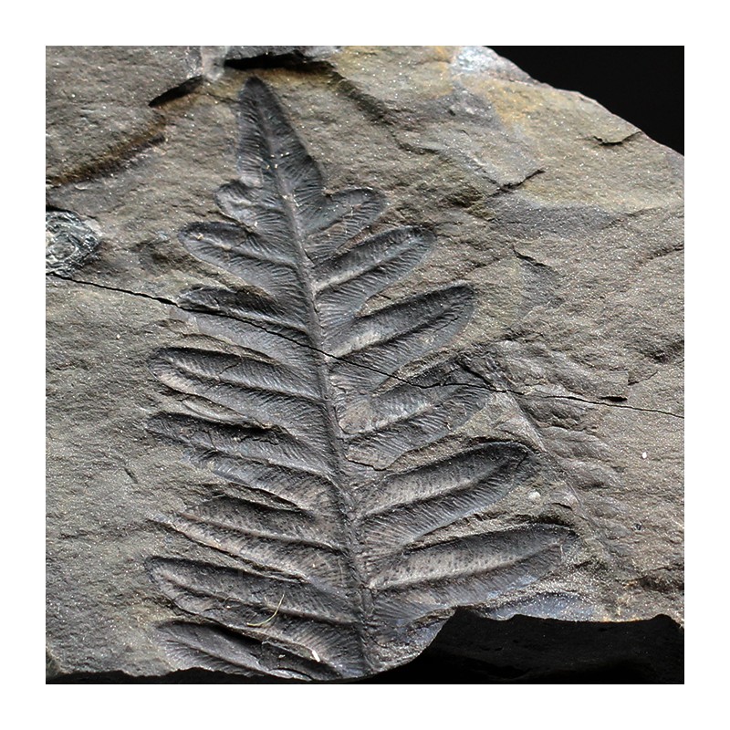 Alethopteris zeillerii