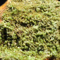 Piromorfita Asturias