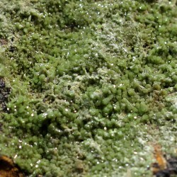 Piromorfita Asturias