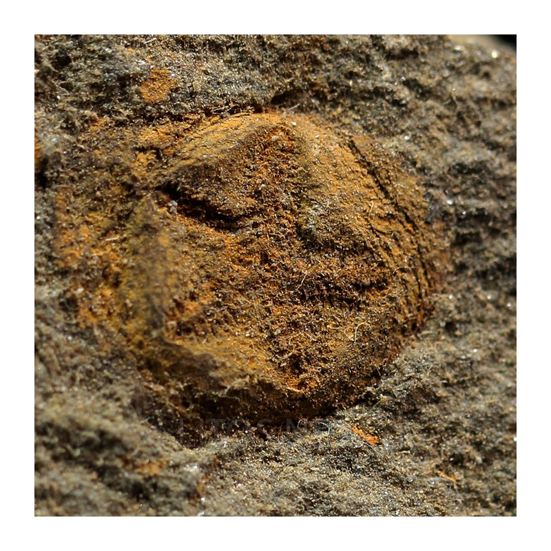 euryeschatia-reboulorum