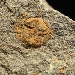 euryeschatia-reboulorum