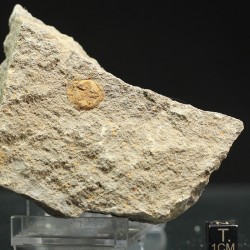 euryeschatia-reboulorum