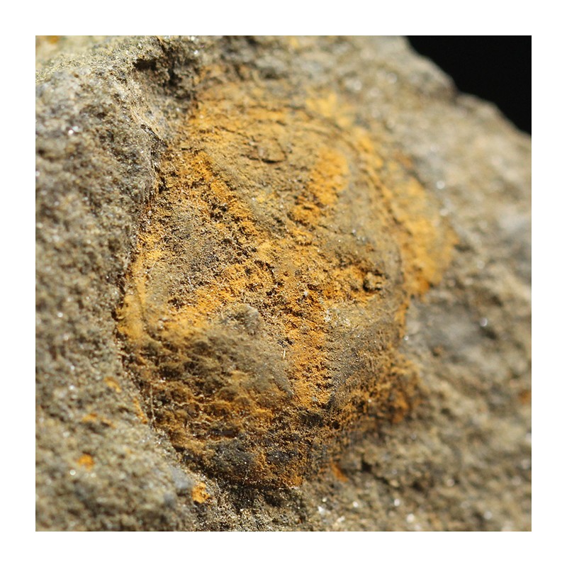 euryeschatia-reboulorum