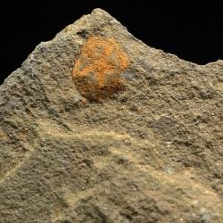 euryeschatia-reboulorum