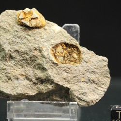 euryeschatia-reboulorum