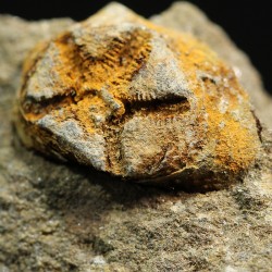 euryeschatia-reboulorum