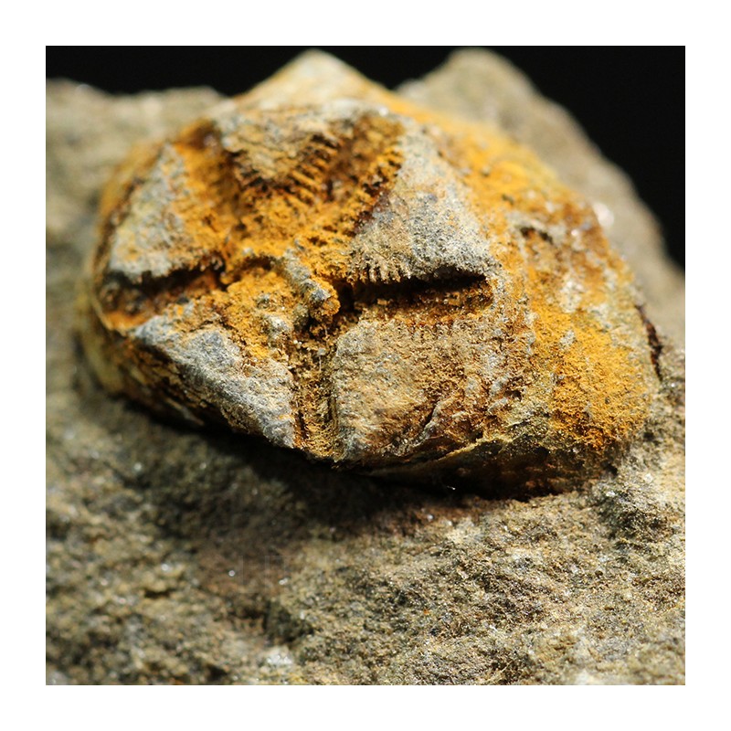 euryeschatia-reboulorum