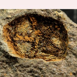 euryeschatia-reboulorum