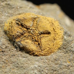 euryeschatia-reboulorum