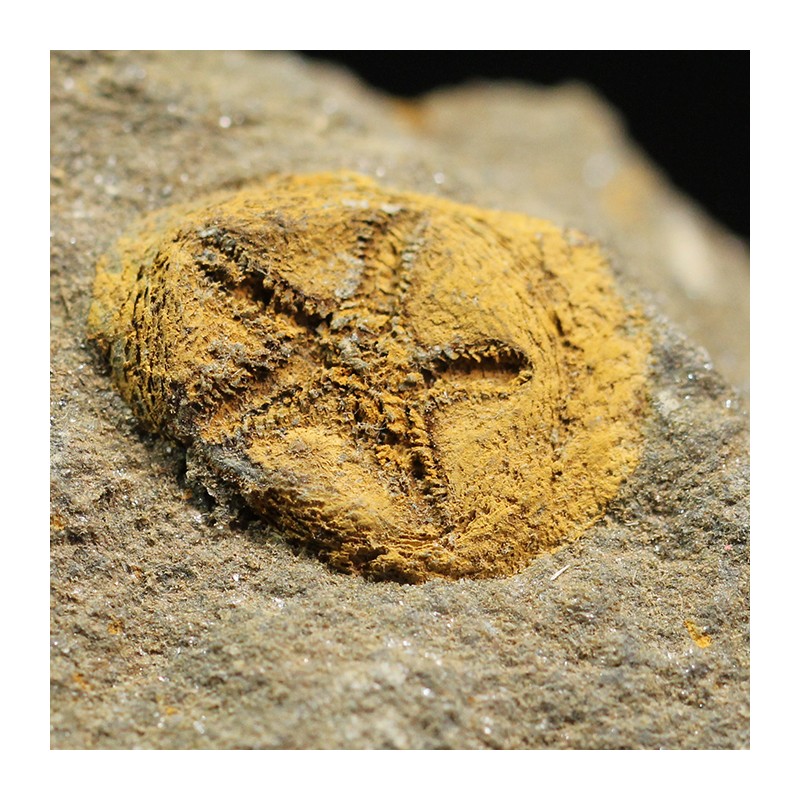 euryeschatia-reboulorum