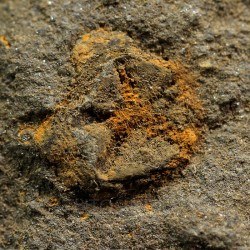 euryeschatia-reboulorum