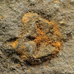 euryeschatia-reboulorum