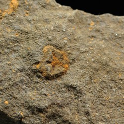 euryeschatia-reboulorum