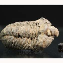 Colpocoryphe grandis