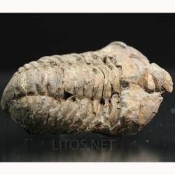 Colpocoryphe grandis