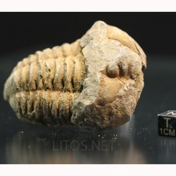 Colpocoryphe grandis