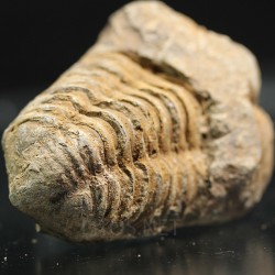 Colpocoryphe grandis