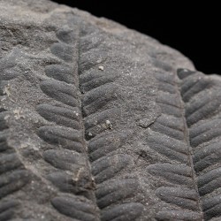 Polimorphopteris polymorpha