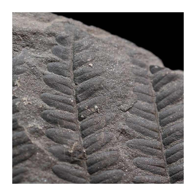 Polimorphopteris polymorpha