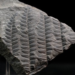 Polimorphopteris polymorpha