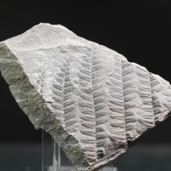 Polimorphopteris polymorpha