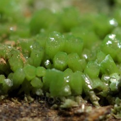 Piromorfita Asturias