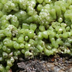 Piromorfita Asturias