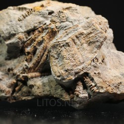 Crinoideo fosil
