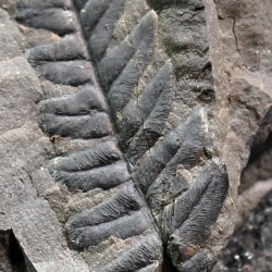 Odontopteris brardii