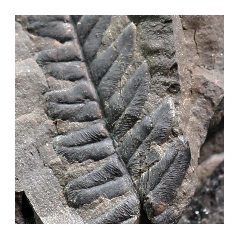 Odontopteris brardii