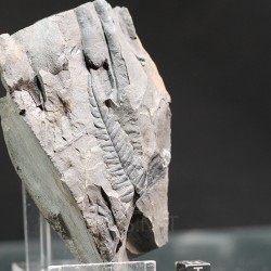 Odontopteris brardii