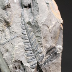 Odontopteris brardii