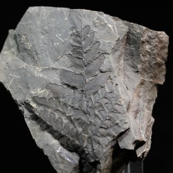 Fósil Neuropteris ovata