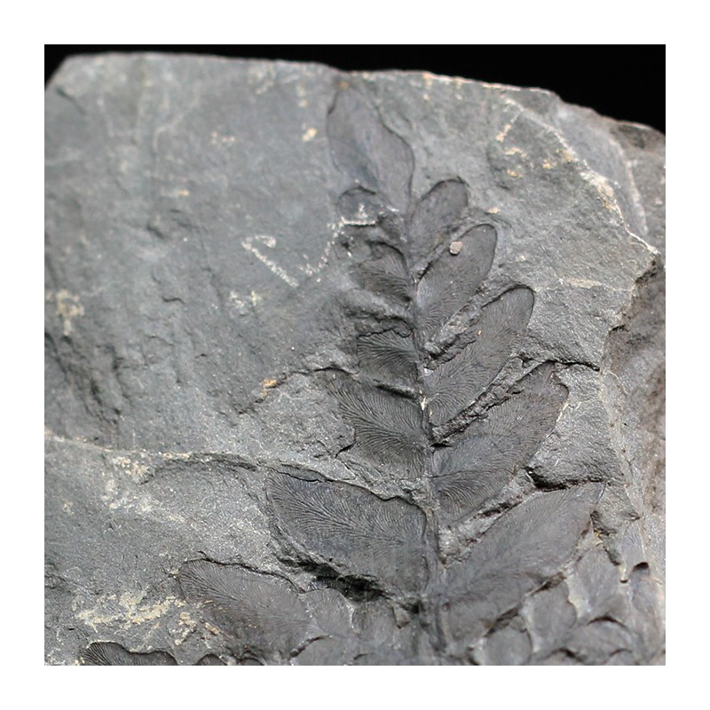 Fósil Neuropteris ovata