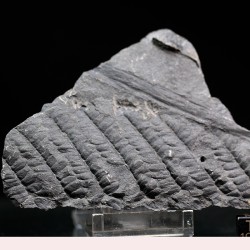 Polimorphopteris polymorpha