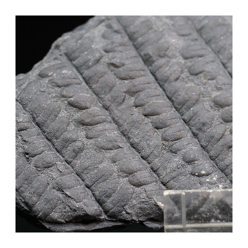 Polimorphopteris polymorpha