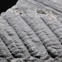 Polimorphopteris polymorpha