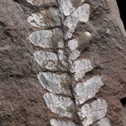 Fósil Neuropteris ovata