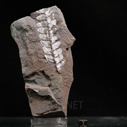 Fósil Neuropteris ovata