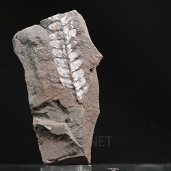 Fósil Neuropteris ovata