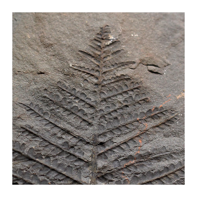 Polimorphopteris polymorpha