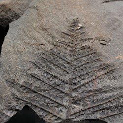 Polimorphopteris polymorpha