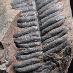 Alethopteris zeillerii