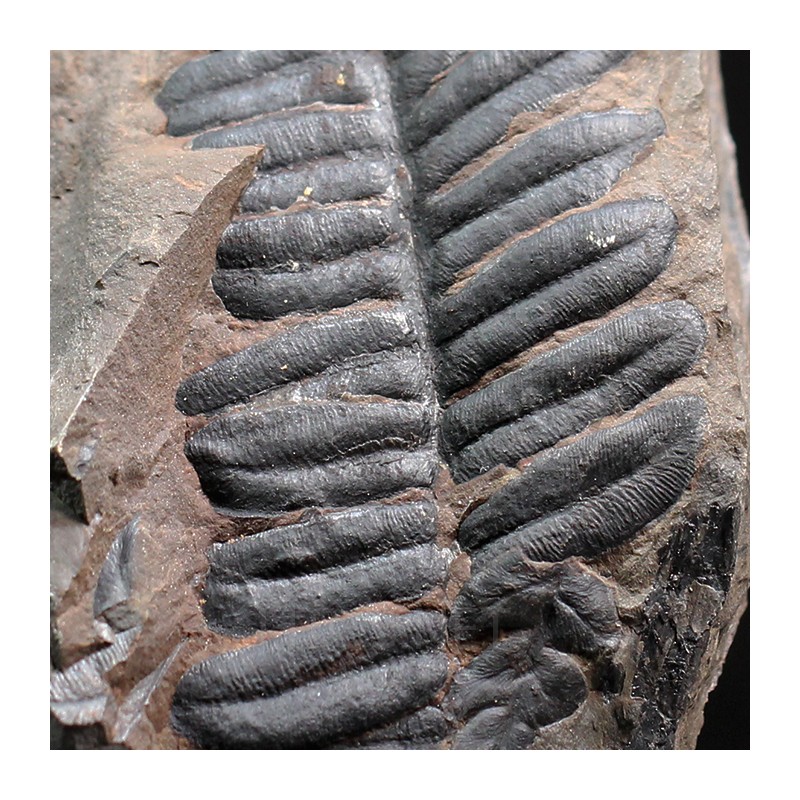 Alethopteris zeillerii