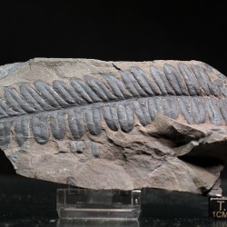 Alethopteris zeillerii