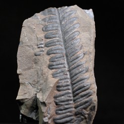 Alethopteris zeillerii