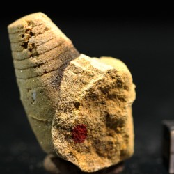 Beloitoceras plebeium