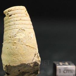 Beloitoceras plebeium