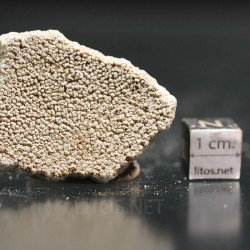 Cáscara de huevo de dinosaurio