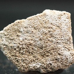 Cáscara de huevo de dinosaurio